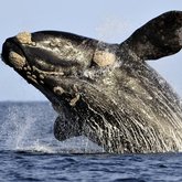 Animal Planet & Ivanhoe Sea Safaris - Walker Bay, Gansbaai