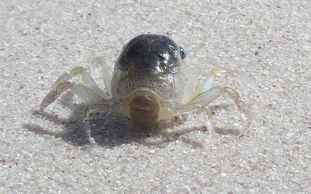 Megalopa larvae of a decapod crab
