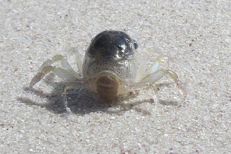 Megalopa larvae of a decapod crab