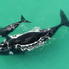 De Hoop Marine protected area celebrates 30 years this year - De Hoop Collection - Xplorio™ Bredasdorp