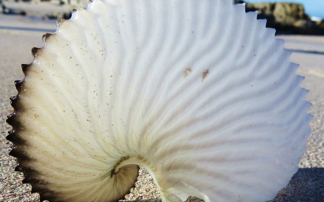 Paper Nautilus shell