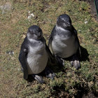 Penguins