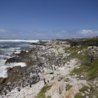 Stony Point Penguin Colony Stony Point Penguin Colony