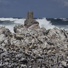Stony Point Penguin Colony