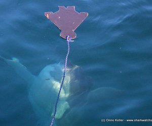 Marine Dynamics Daily Blog (1 July 2015)