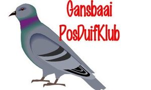 Gansbaai Posduifklub (2 July 2015)