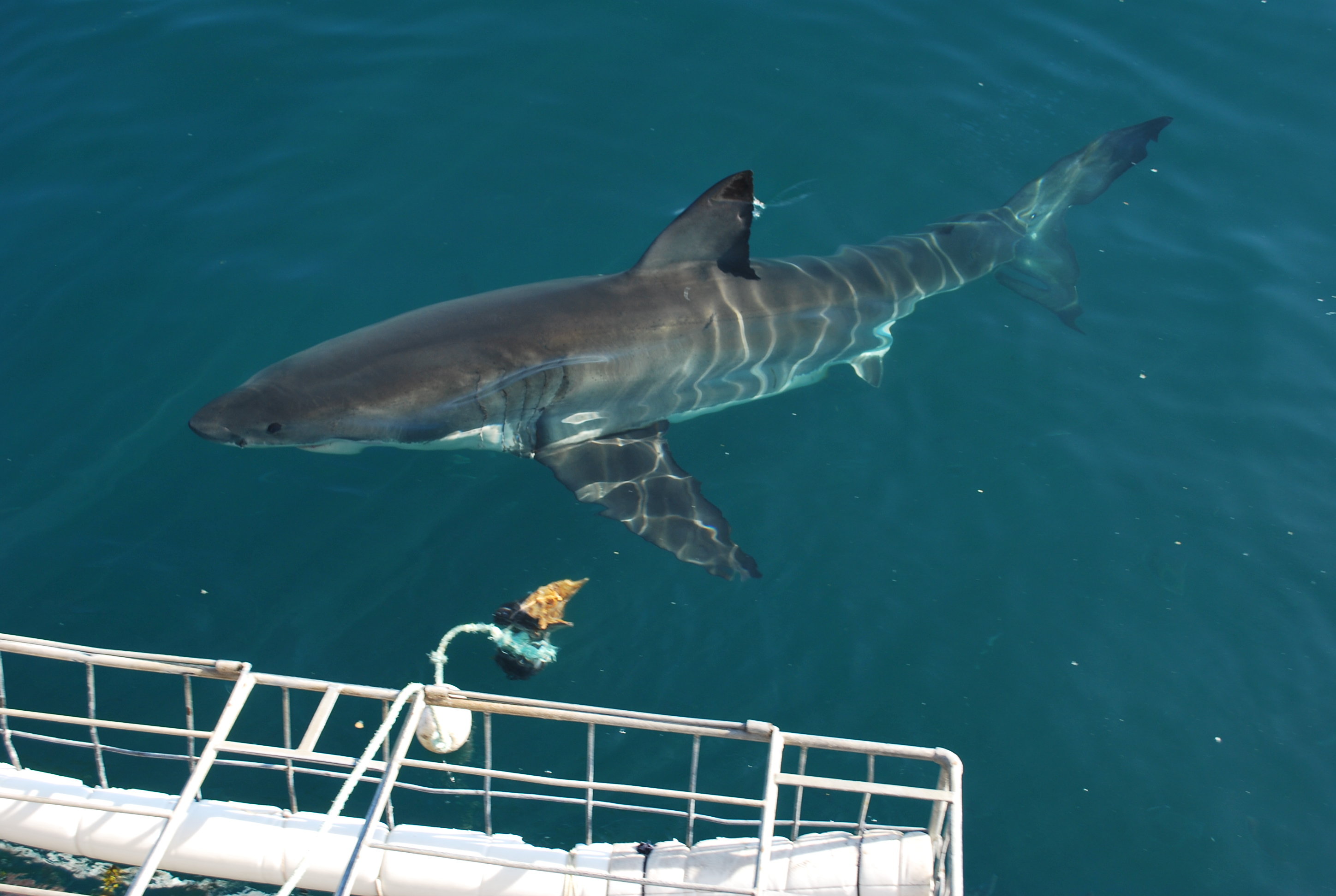 Great white shark swimming past a cage in Gansbaai