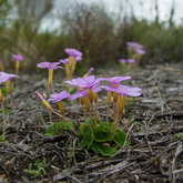 Oxalis flowering at Phillipskop