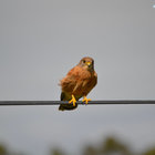Kestrel