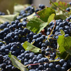 One of the many fruits of the Valley