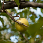 The Elgin Valley is Famous for its Apples
