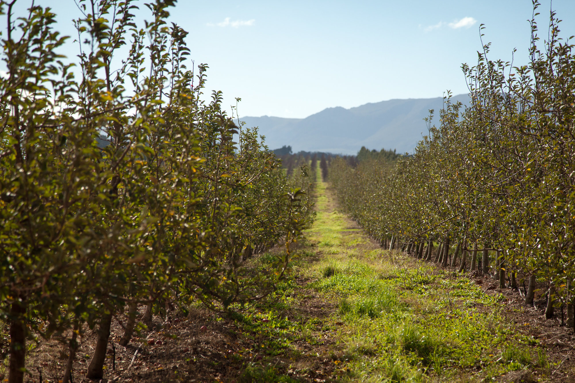 Orchards in Elgin Valley - Grabouw
