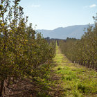 View through the Orachards