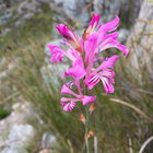 Fynbos found in the mountains - Cape Canopy Tours - Xplorio™ Grabouw