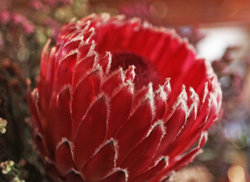 6. Barrydale Hand Weavers