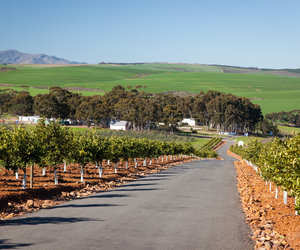 A Culinary Journey through Botrivier