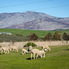 Life in Botrivier Life in Botrivier