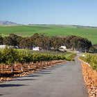 Vineyards surrounding Botrivier Vineyards surrounding Botrivier