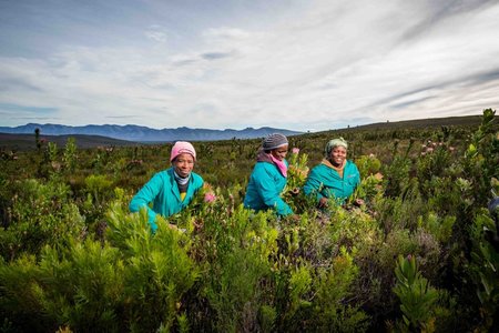 Fynbos in the Overberg