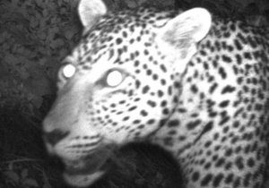 Sipping wine while spotting leopards @ Funky Fynbos Festival