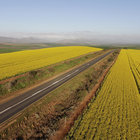 Canola Fields