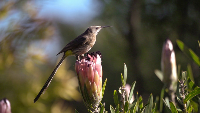 caledon-birds-sugarbird