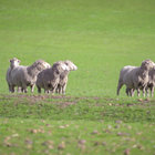 Grazing Sheep