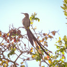 Bird Watching in Caledon