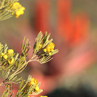 Blooming in Barrydale