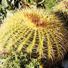 Blooming in Barrydale