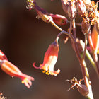 Blooming in Barrydale