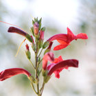 Blooming in Barrydale