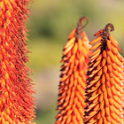 Blooming in Barrydale