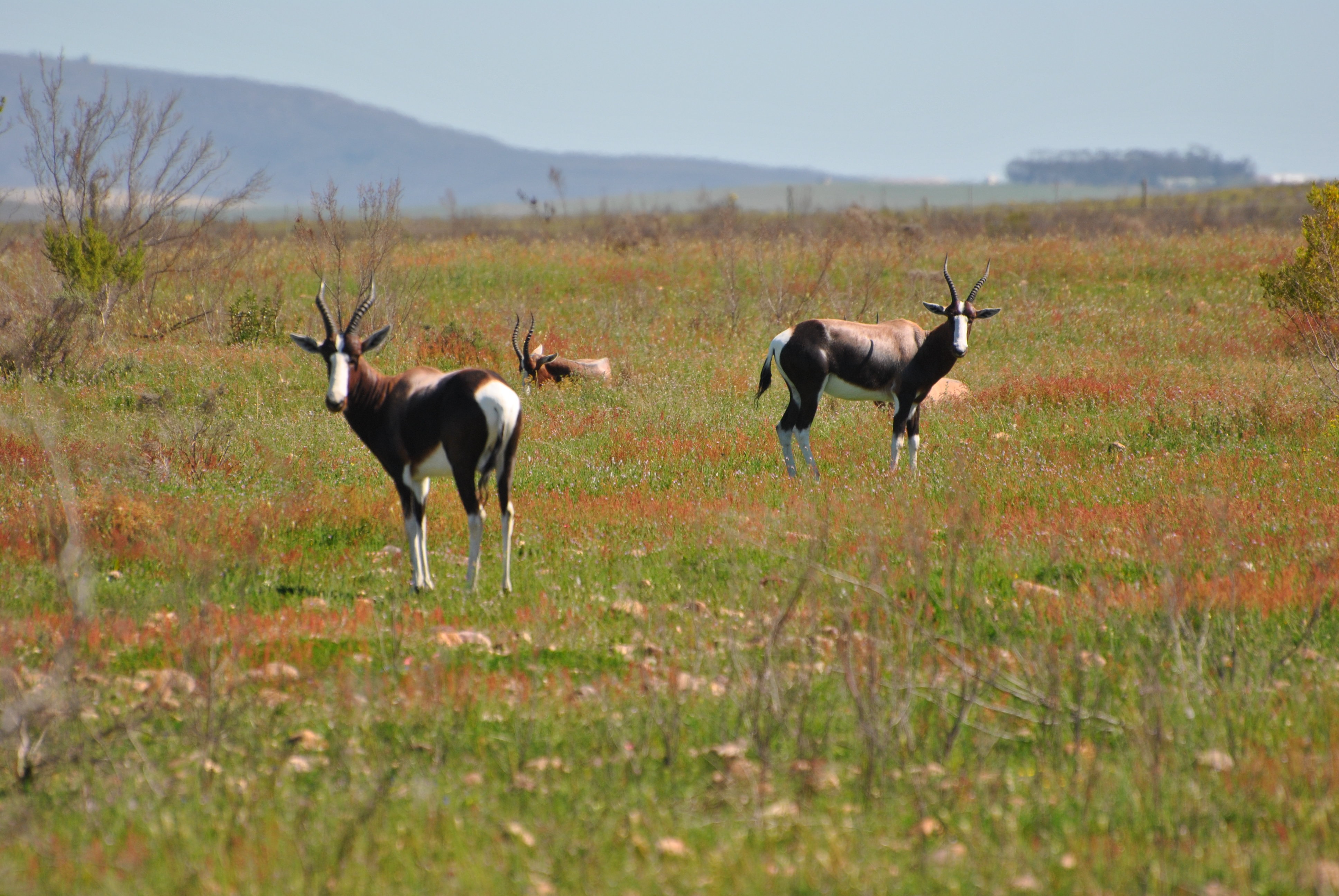 Bontebok National Park Nature Reserve 