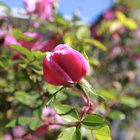 Flowering in Swellendam