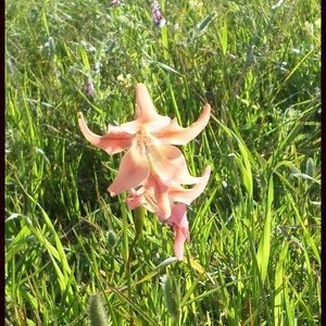 Our Aandblom - Gladiolus grandis