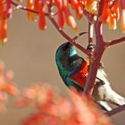 Prolific Birdlife On Grootbos Reserve - Grootbos Private Nature Reserve - Xplorio™ Gansbaai 