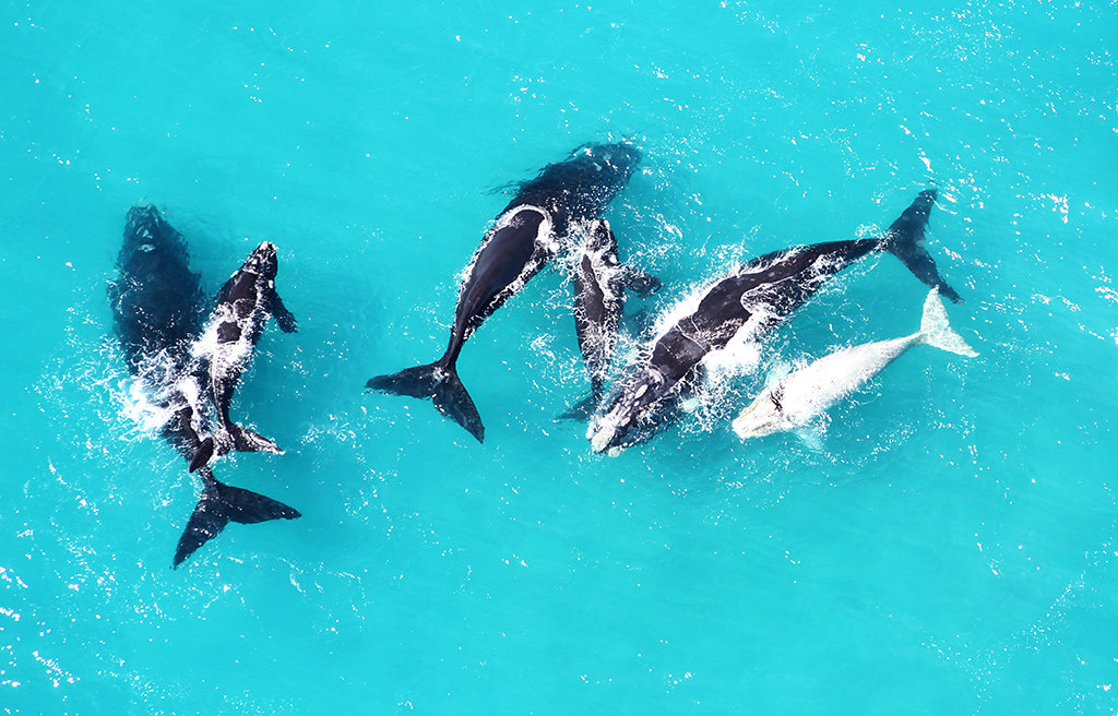 Photo taken from the air of whales in Walkerbay near Gansbaai