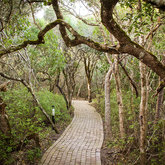 Enchanted Forest Pathways Through The Milkwoods - Grootbos Private Nature Reserve - Xplorio™ Gansbaai 