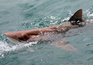 Bronze Whaler Sharks
