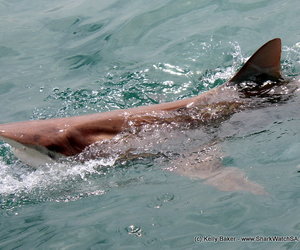 Bronze Whaler Sharks