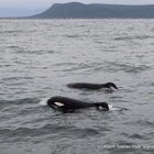 Gansbaai Orca Sightings 31 Oct 2015