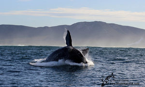 Eco & Marine Big 5 tours