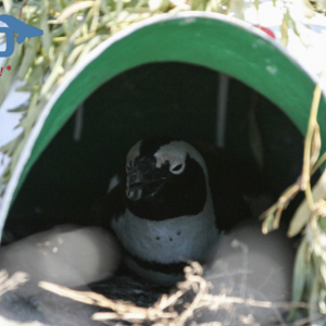 Penguin Nests