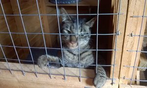 Dexter up for adoption