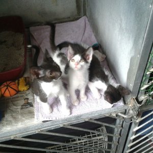 Three little kitties in a row. 