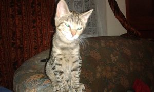 Miles, Bobby And Charlie