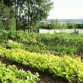 Food Garden at Lokal
