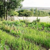Food Garden at Lokal