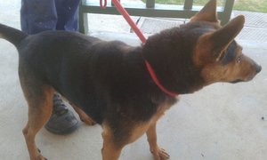 Stompie needs a home